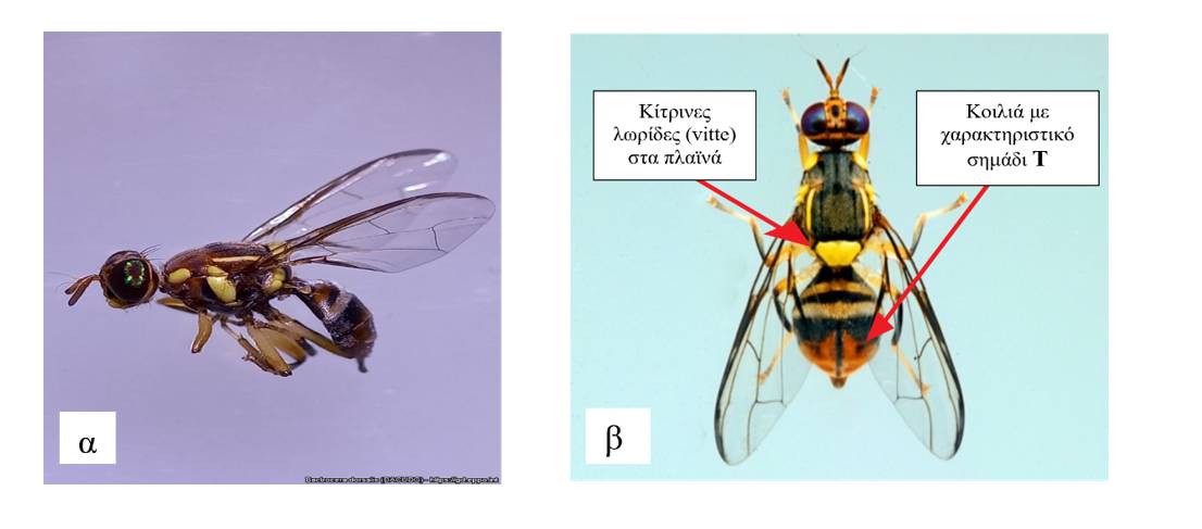 Ενήλικα Bactrocera dorsalis 